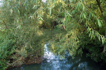 Grange Mill Stream May 2008
